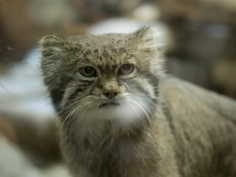A photograph of Klyon in Ueno Zoological Gardens