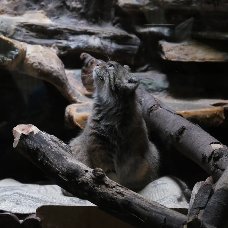 A photograph of a Pallas's cat in Ueno Zoological Gardens