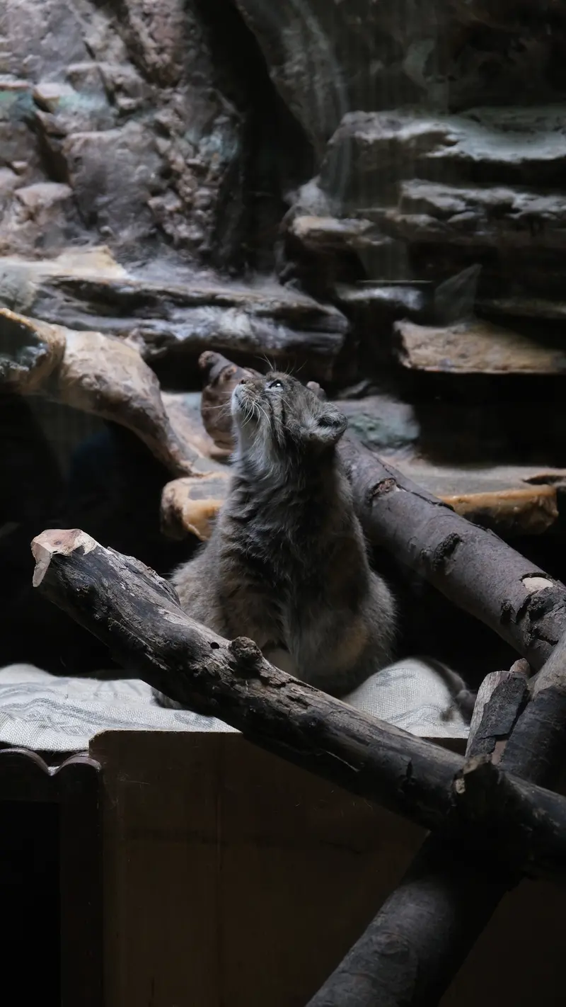 A photograph of a Pallas's cat in Ueno Zoological Gardens