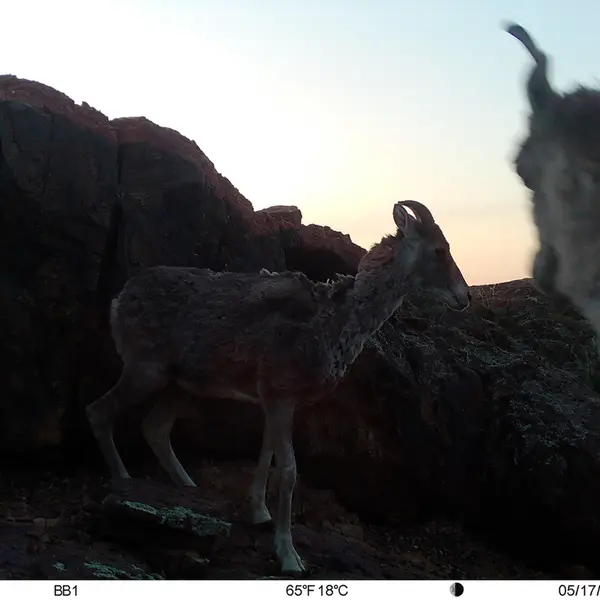 A photograph of Argali from Aktas-Kunkora camera trap