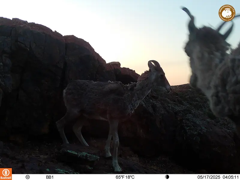 A photograph of Argali from Aktas-Kunkora camera trap