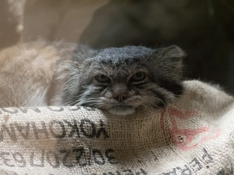 A photograph of Klyon in Ueno Zoological Gardens