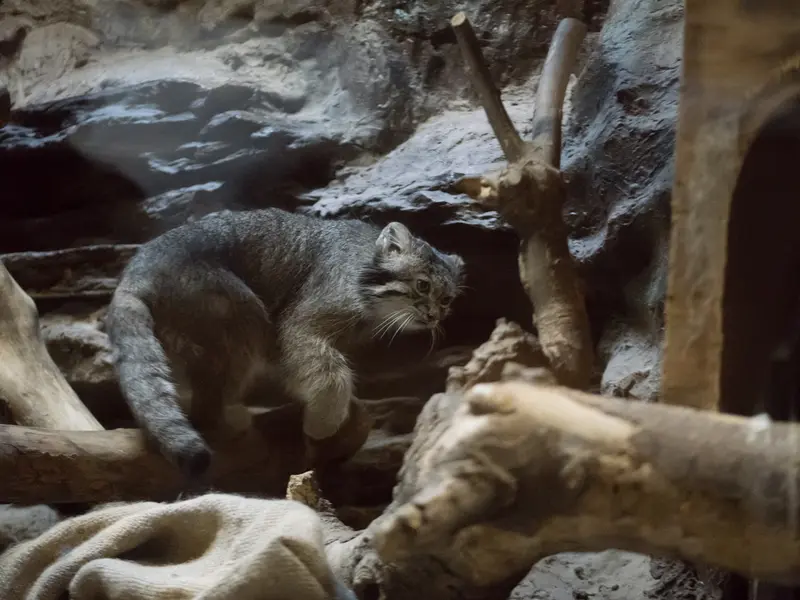 A photograph of Klyon in Ueno Zoological Gardens