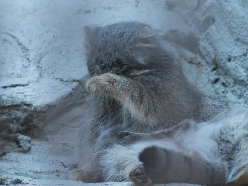 A photograph of Figa in Nogeyama Zoo