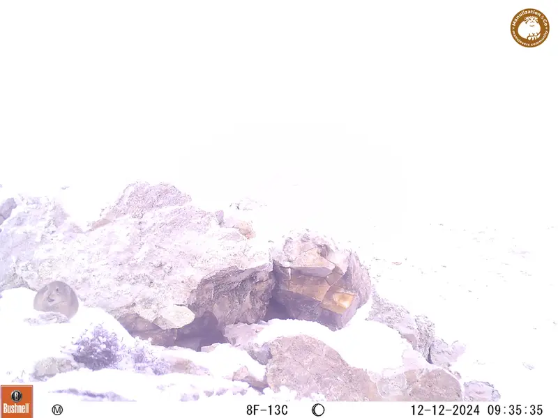 A photograph of Pika from Besshoky 1 camera trap