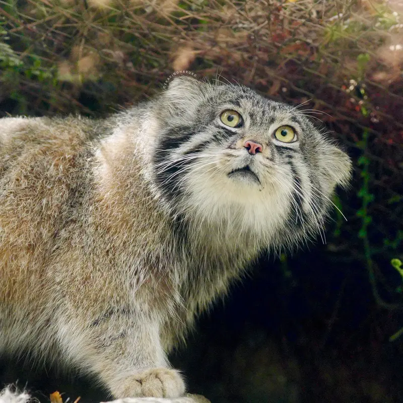 A photograph of Nar in Kobe Animal Kingdom
