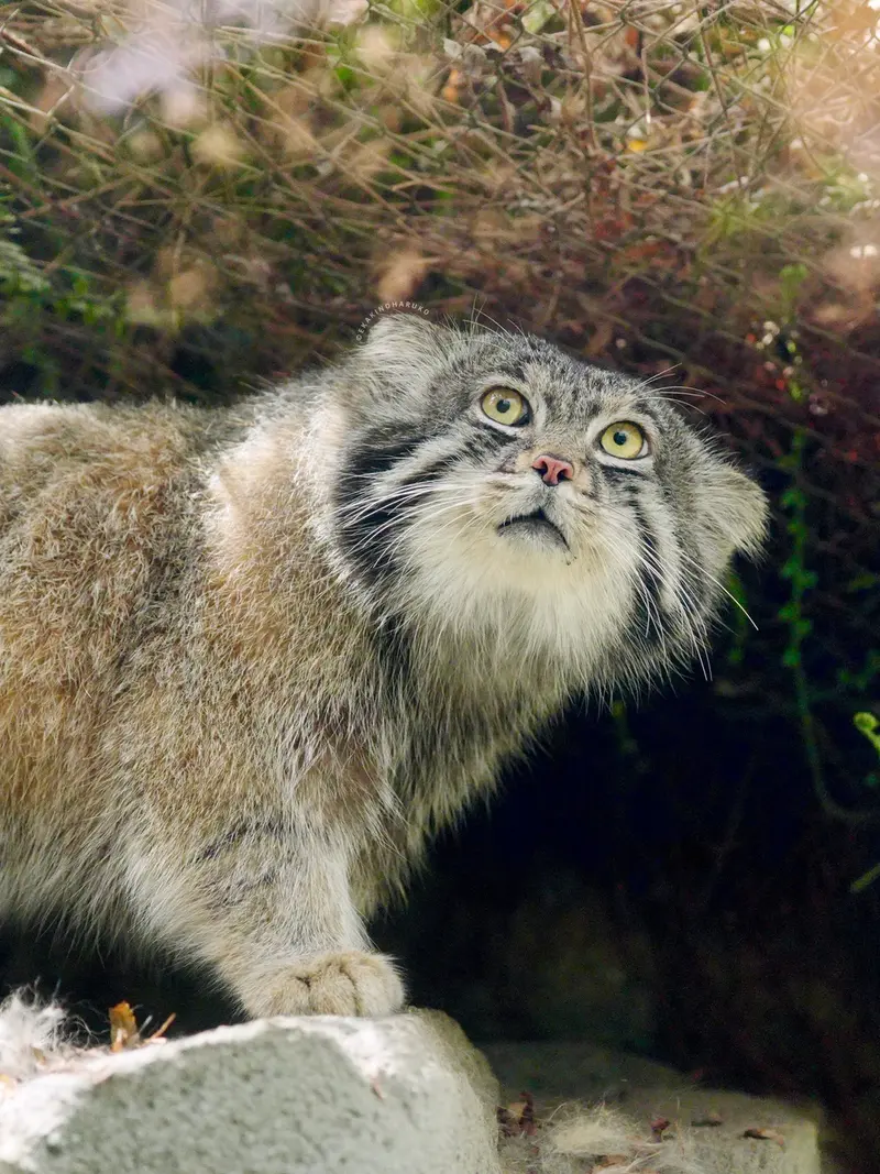 A photograph of Nar in Kobe Animal Kingdom