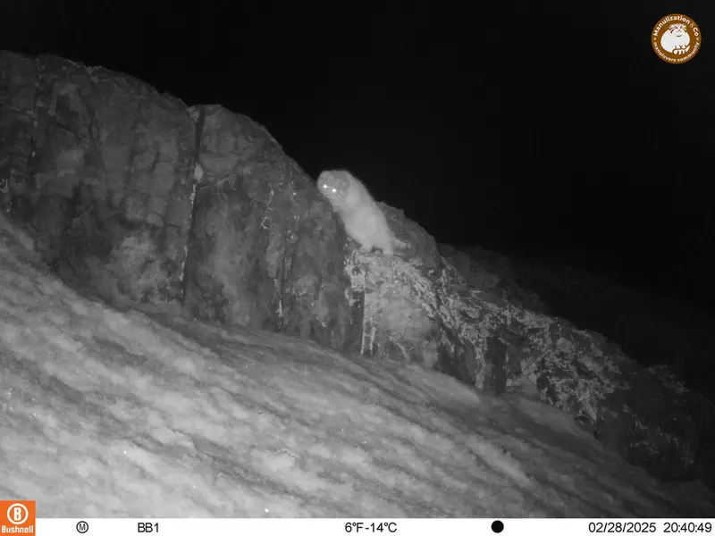 A photograph of Otocolobus manul manul from Aktas-Kunkora camera trap