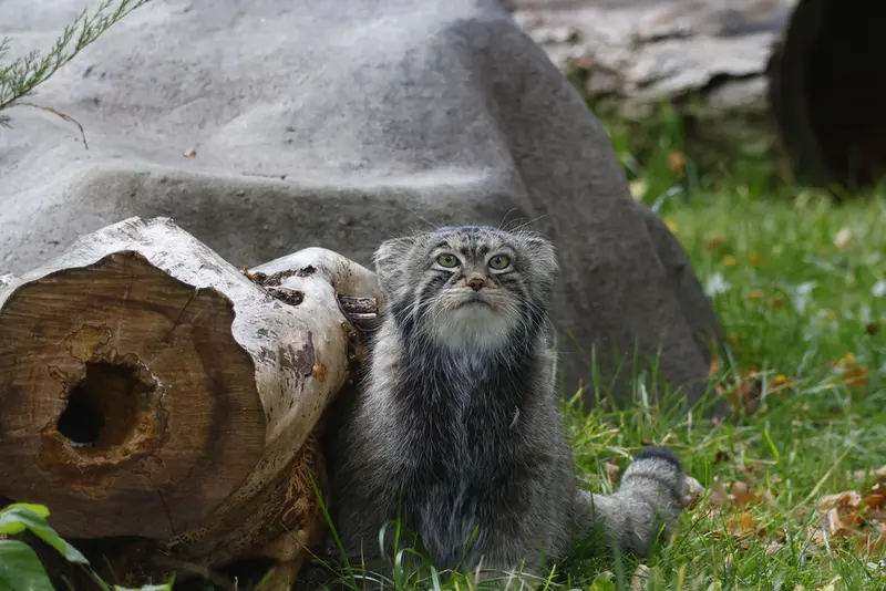 A photograph of a Pallas's cat