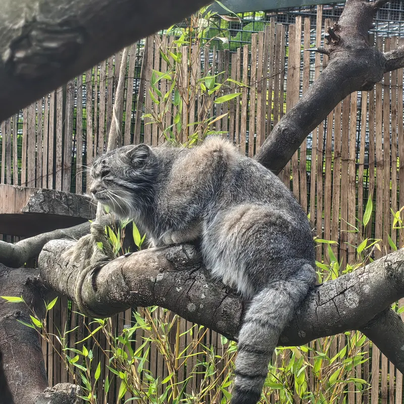 A photograph of Akiko in Edinburgh Zoo
