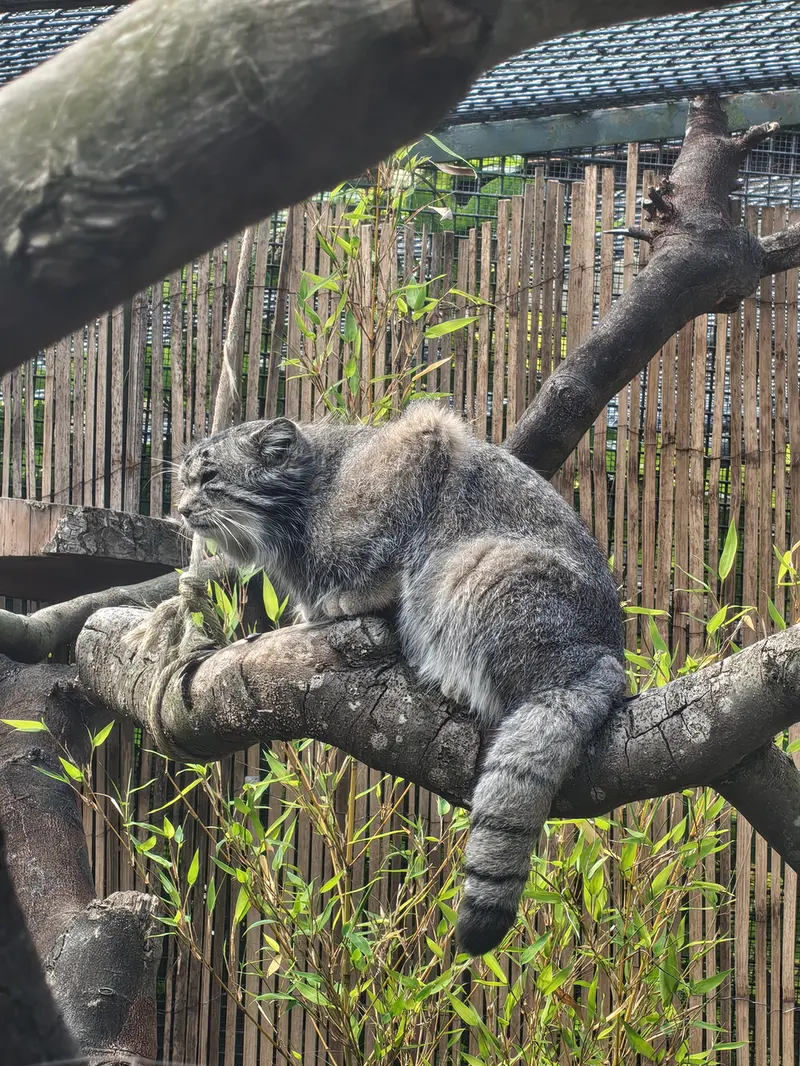 A photograph of Akiko in Edinburgh Zoo