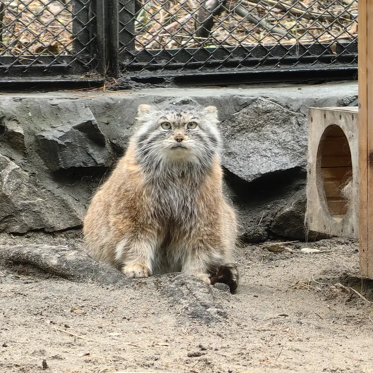 A photograph of Lastochka in Novosibirsk Zoo
