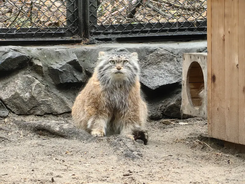 A photograph of Lastochka in Novosibirsk Zoo
