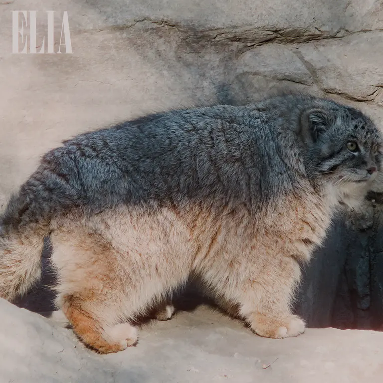 A photograph of Olaf in Calgary Zoo / Wilder Institute