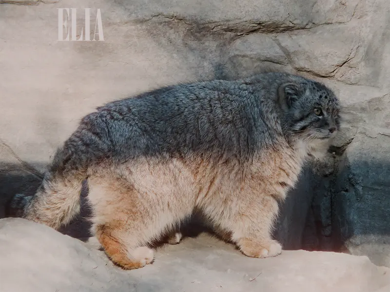 A photograph of Olaf in Calgary Zoo / Wilder Institute