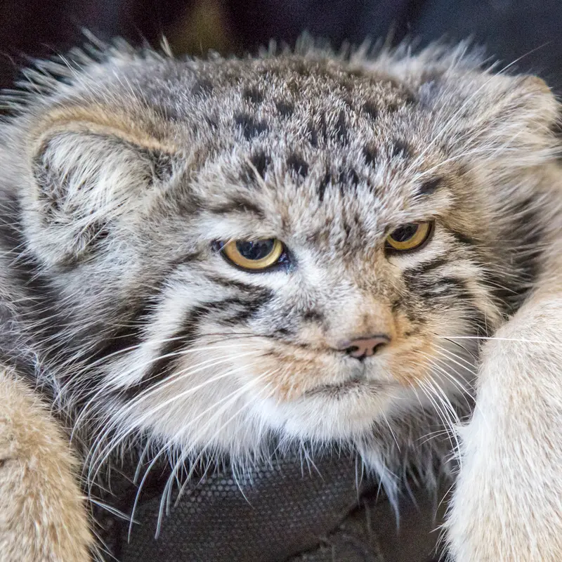 A photograph of a Pallas's cat