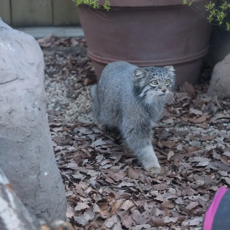 A photograph of Oto in Saitama Children's Zoo