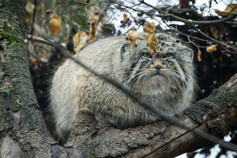 A photograph of Son of Erdene Ⅳ b. 2016 in Szeged Zoo