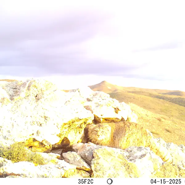 A photograph of Otocolobus manul manul from Besshoky 1 camera trap