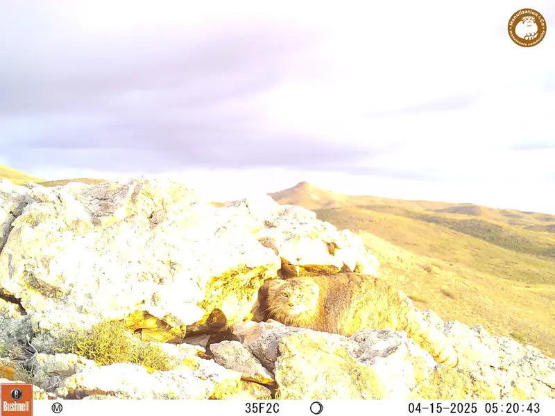 A photograph of Otocolobus manul manul from Besshoky 1 camera trap