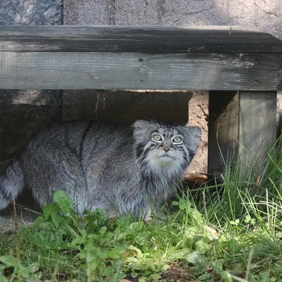 A photograph of a Pallas's cat in Moscow zoo