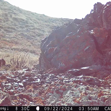 A photograph of a Pallas&#039;s cat from Zhilandy camera trap