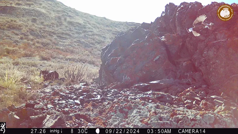 A photograph of a Pallas&#039;s cat from Zhilandy camera trap