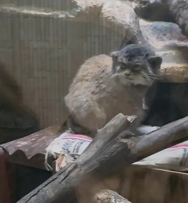 A photograph of a Pallas's cat