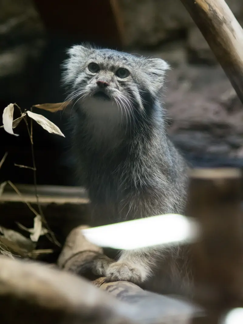 A photograph of Klyon in Ueno Zoological Gardens