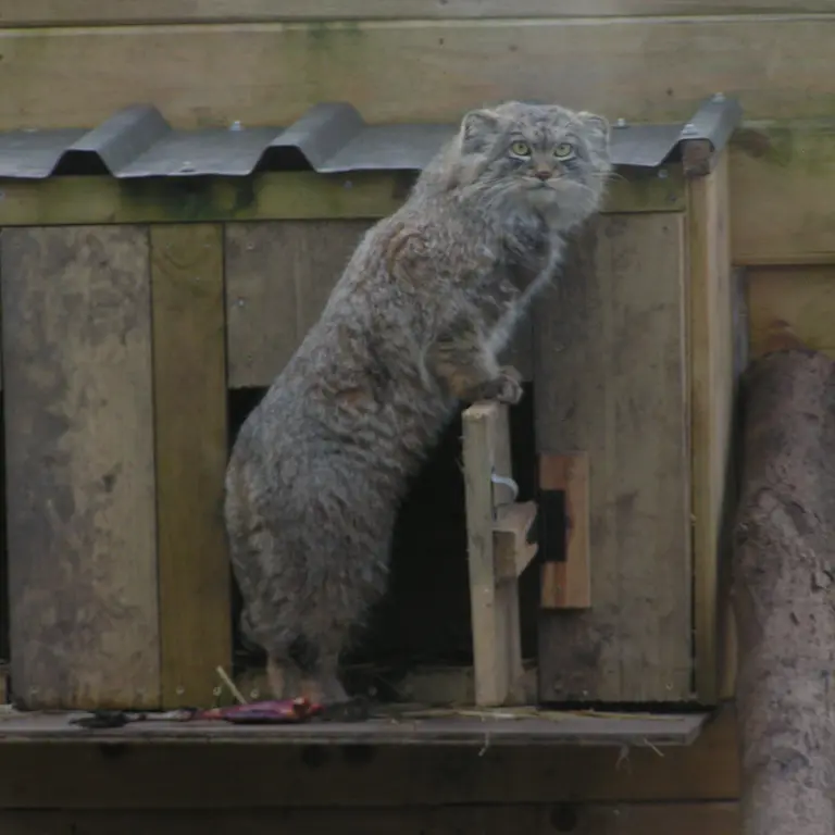 A photograph of Altai in The Lakeland Wildlife Oasis