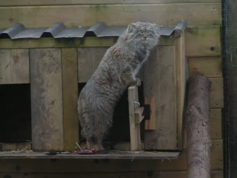 A photograph of Altai in The Lakeland Wildlife Oasis