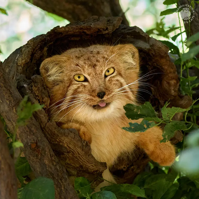 A photograph of Nanó in Yerevan Zoo