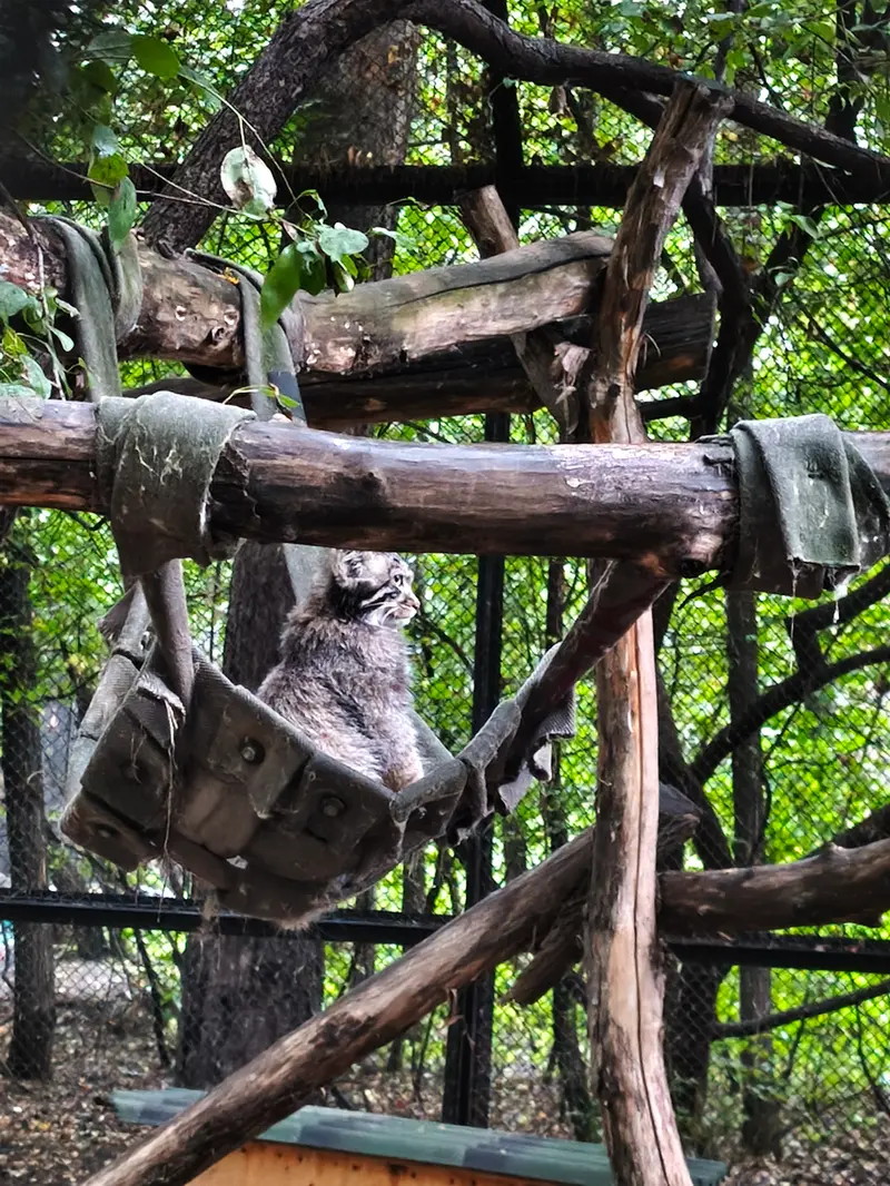 A photograph of a Pallas's cat in Novosibirsk Zoo