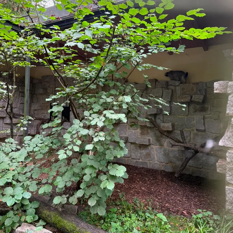 A photograph of Tuya in Chemnitz Zoo