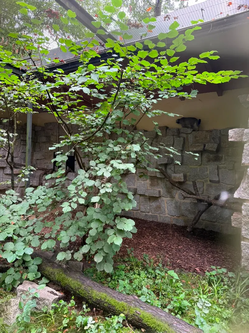 A photograph of Tuya in Chemnitz Zoo
