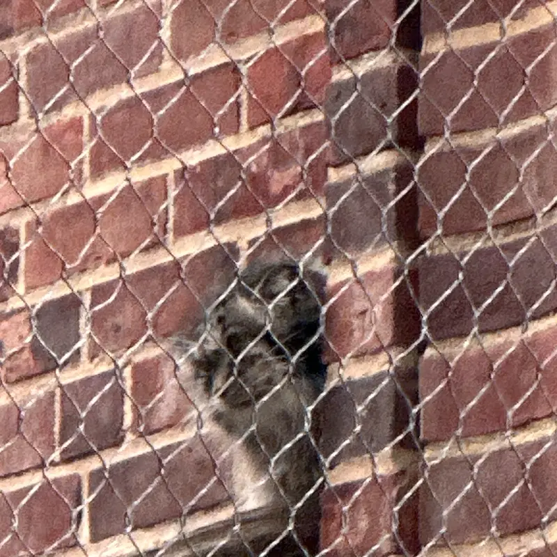 A photograph of a Pallas&#039;s cat in Prospect Park Zoo