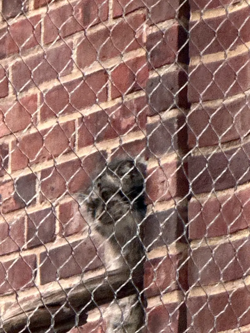 A photograph of a Pallas&#039;s cat in Prospect Park Zoo
