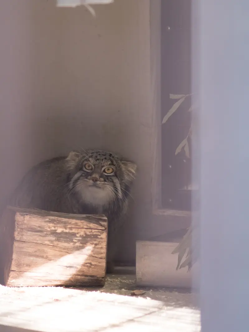 A photograph of Figa in Nogeyama Zoo