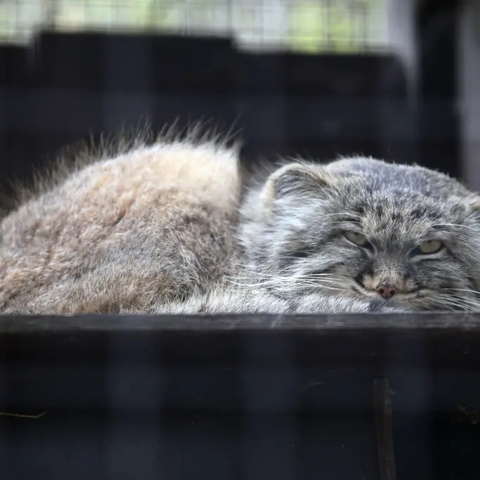 A photograph of Aysen in Košice Zoo