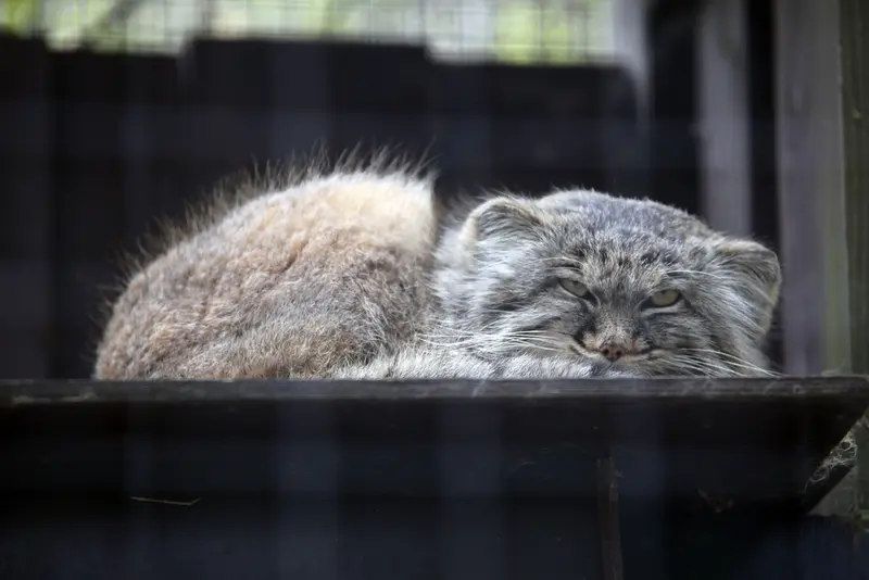A photograph of Aysen in Košice Zoo