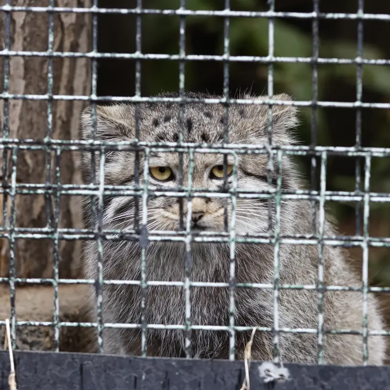 A photograph of a Pallas's cat