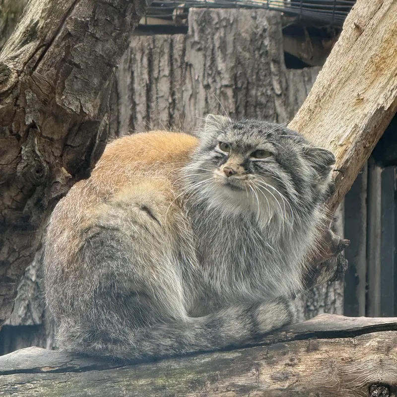 A photograph of Meera in Red River Zoo