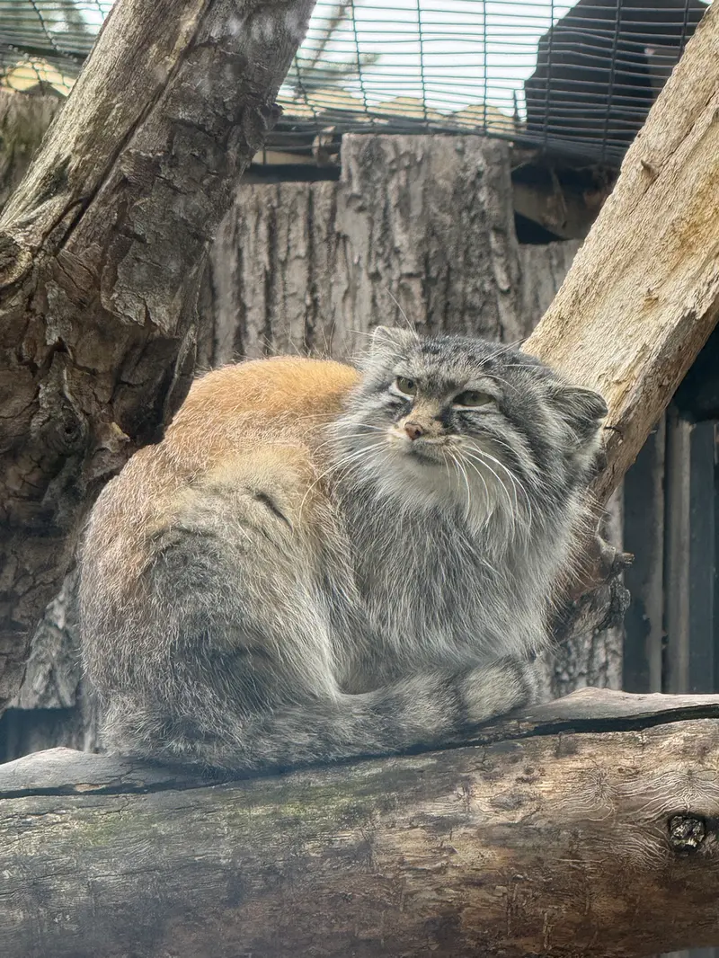 A photograph of Meera in Red River Zoo