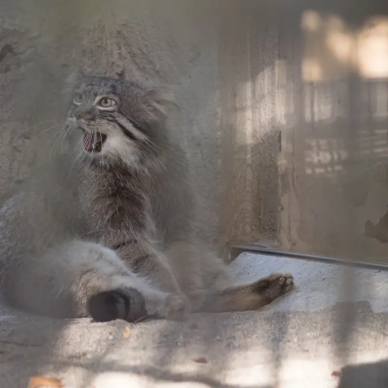 A photograph of Figa in Nogeyama Zoo