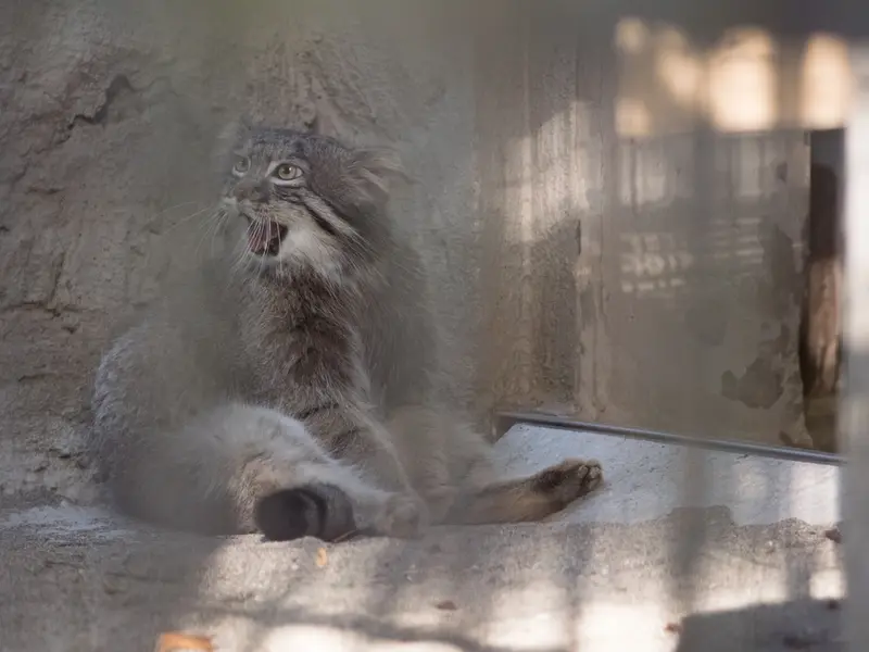 A photograph of Figa in Nogeyama Zoo