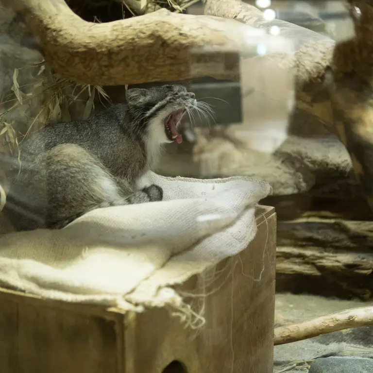 A photograph of Klyon in Ueno Zoological Gardens