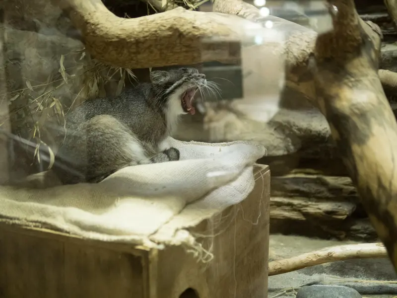 A photograph of Klyon in Ueno Zoological Gardens