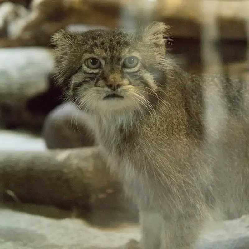 A photograph of Klyon in Ueno Zoological Gardens