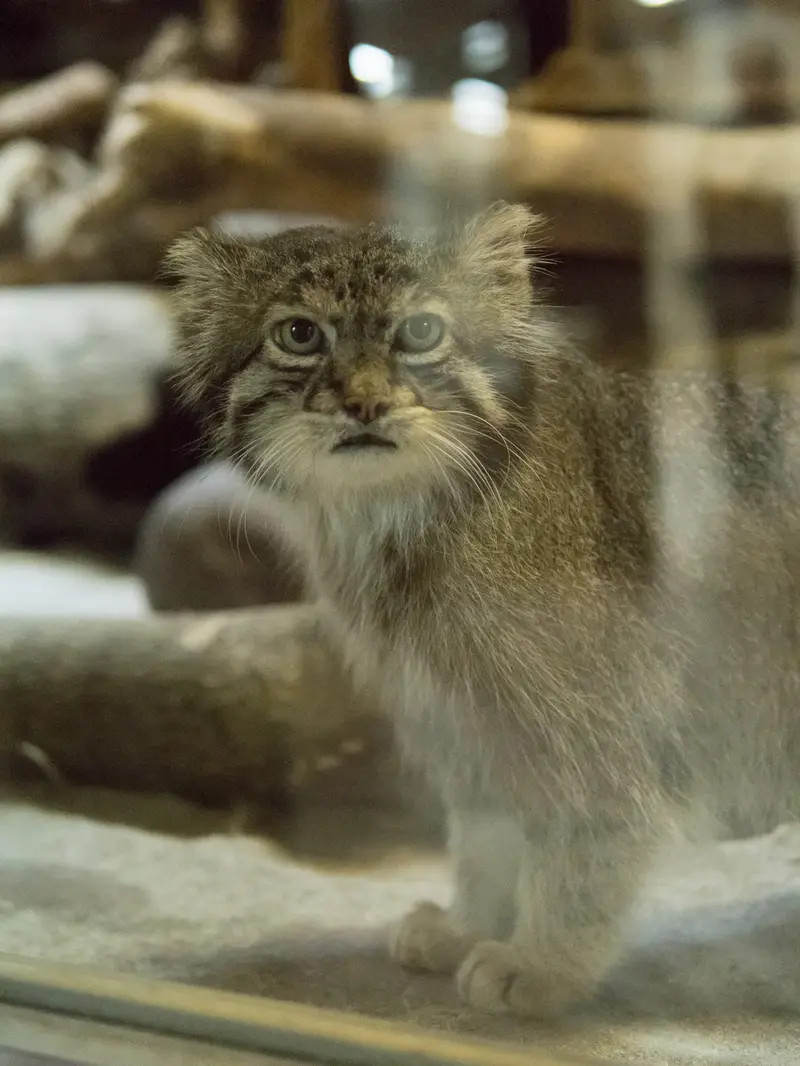 A photograph of Klyon in Ueno Zoological Gardens