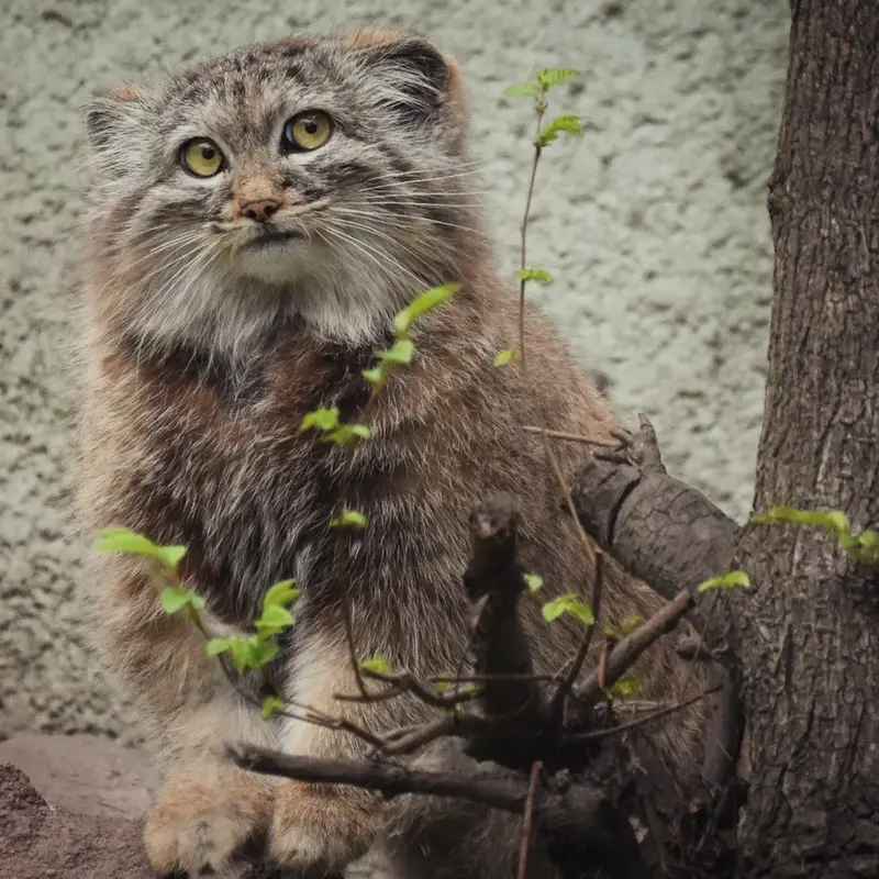 A photograph of a Pallas's cat